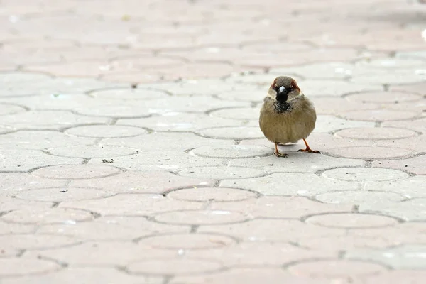 Sparrow Who Flies Street — Stock Photo, Image