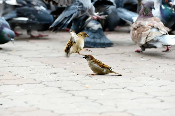 Sparrow Close Pigeons — Stock Photo, Image
