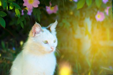 Beyaz bir kedi bir çalı gül altında çim yere oturur ve önünde görünüyor... Renk tonu ile resim.