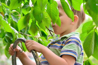 Aktif ve neşeli bir çocuk toplar ve kiraz ağaç yiyor.