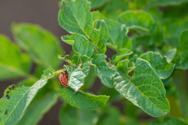 patates Colorado böceği üzerinde bırakır