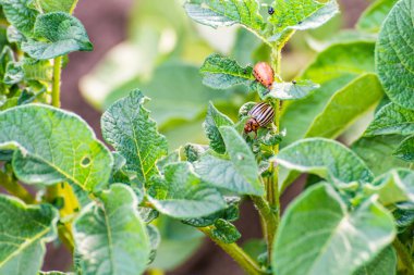 patates Colorado böceği üzerinde bırakır