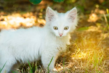 Bir küçük ve kötü kabarık beyaz kedi Ava çim barınak avını takip eder.
