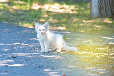 Küçük bir kabarık beyaz kedi güneşin altında ısıtılır