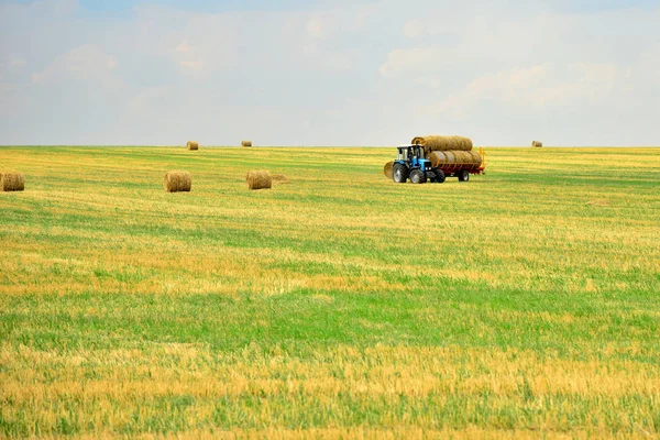 The tractor collects the hay in sheaves and takes it off the field after the mowing of the grain. Agroindustrial industry.