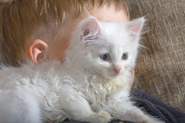若くて元気な男の子は ソファの上の白い猫で遊んでください — ストック写真