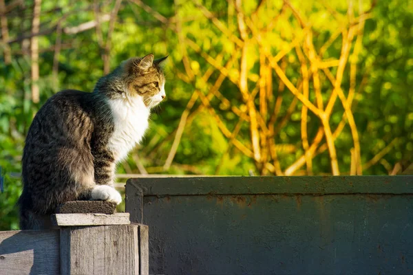 Szary Kot Siedzi Płocie Ulicy — Zdjęcie stockowe