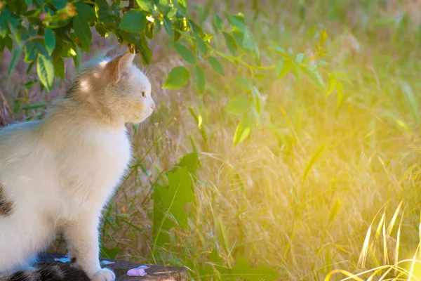 Biały Kot Siedzi Ziemi Trawie Pod Drzewem Wygląda Przodu Obraz — Zdjęcie stockowe