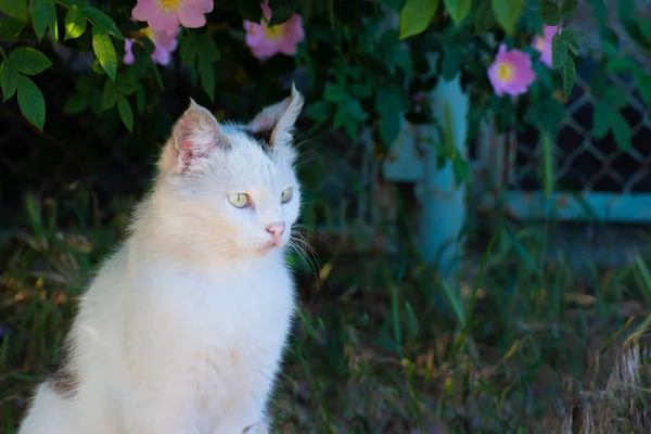 Gato Blanco Sienta Suelo Hierba Bajo Arbusto Rosas Mira Frente —  Fotos de Stock