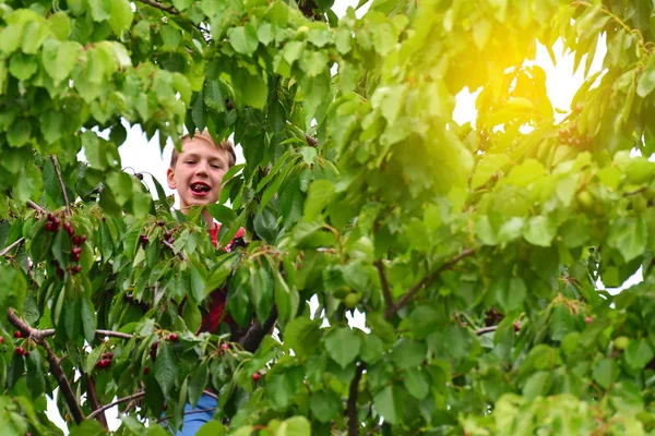 一个活跃而开朗的男孩收集和吃树上的樱桃 — 图库照片