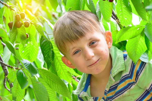 Chlapec Červená Zralé Třešně Stromě Mezi Zelenými Listy — Stock fotografie