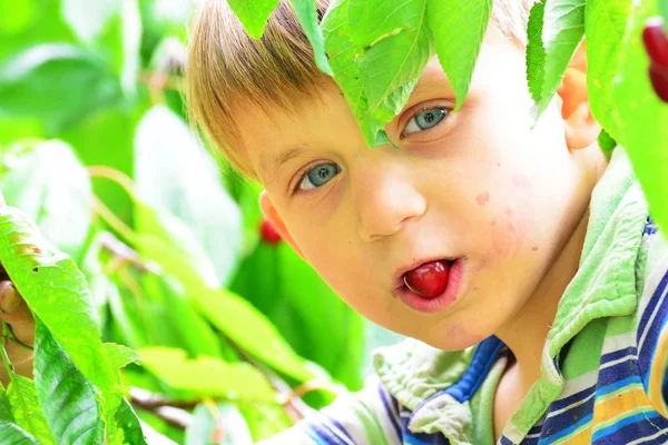 Ragazzo Mangia Una Ciliegia Matura Rossa Albero Tra Foglie Verdi — Foto Stock