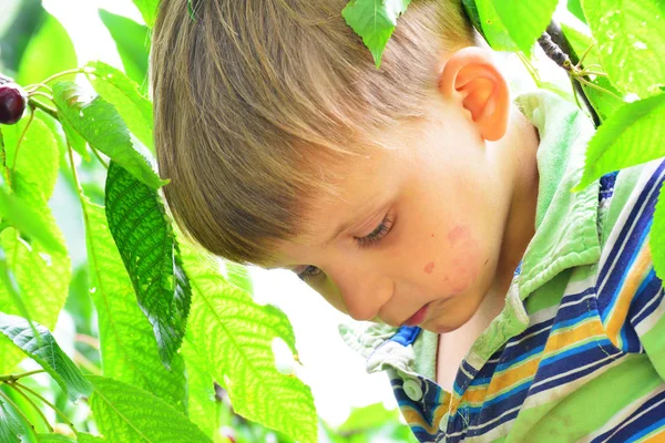 Ragazzo Attivo Allegro Raccoglie Mangia Ciliegie Albero — Foto Stock