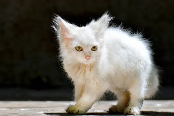 Rozgląda Się Małe Puszysty Biały Kot — Zdjęcie stockowe