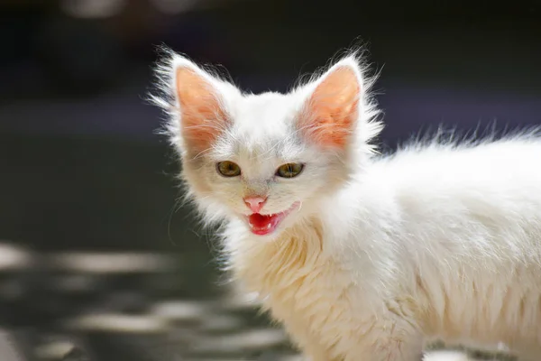 周りに見える小さなふわふわ白猫 — ストック写真