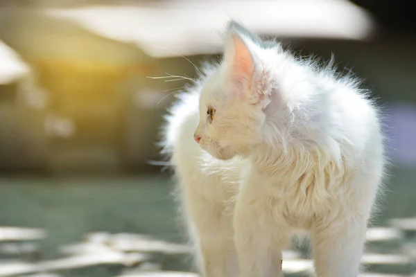 Rozgląda Się Małe Puszysty Biały Kot — Zdjęcie stockowe