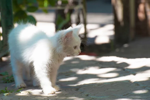 Pequeño Gato Blanco Esponjoso Calienta Bajo Sol — Foto de Stock