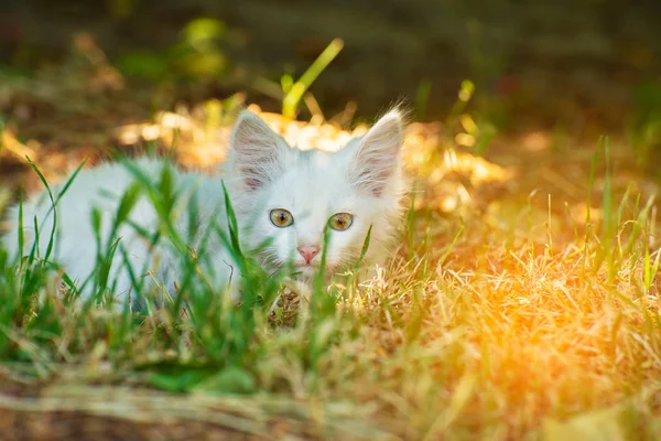 Small Evil Fluffy White Cat Hunt Follows Prey Grass Shelter — Stock Photo, Image