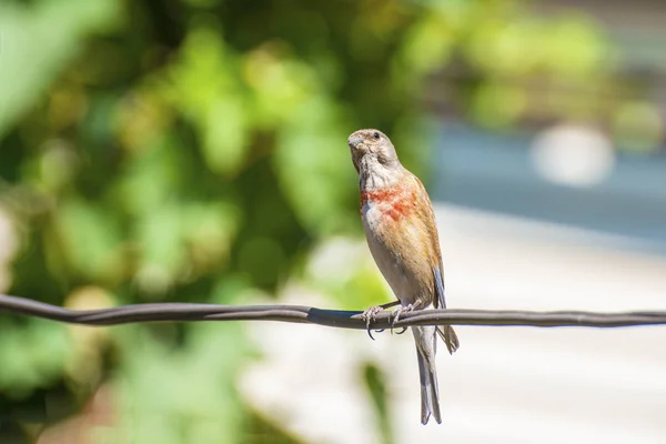 Bandhund Schlingpflanze Vogel Der Familie Des Passanten Der Auf Dem — Stockfoto