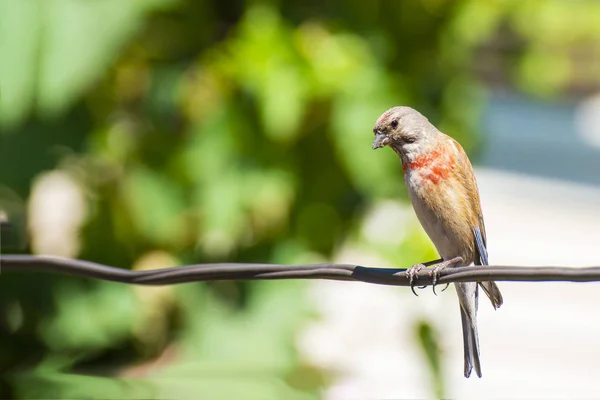 Bandhund Schlingpflanze Vogel Der Familie Des Passanten Der Auf Dem — Stockfoto