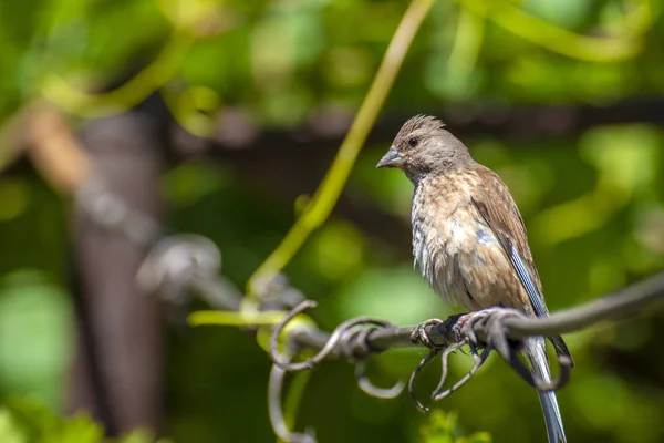 Bandhund Schlingpflanze Vogel Der Familie Des Passanten Der Auf Dem — Stockfoto