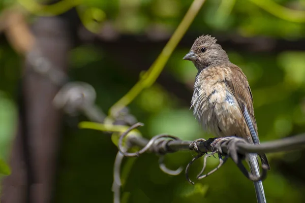 Tapdog Rampant Oiseau Famille Des Passereaux Assis Sur Fil Regardant — Photo