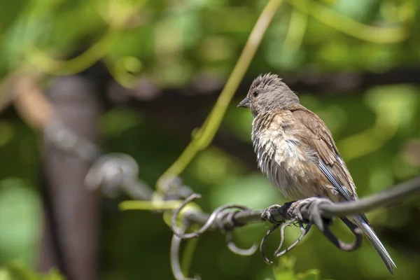 Bandhund Schlingpflanze Vogel Der Familie Des Passanten Der Auf Dem — Stockfoto