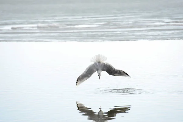 Gaviota Junto Mar Vuelo Cerca — Foto de Stock