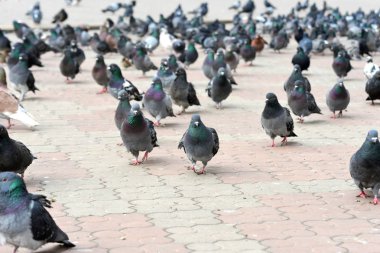 Bir sürü Güvercin yakın çekim. Kuşlar arasında canlı bir hareket.
