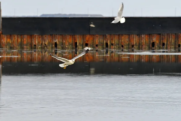 Uçuş Denizde Güzel Martı Kuşlar Sıçraması Ile Suyun Dışında Uçar — Stok fotoğraf