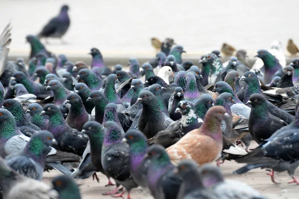 Flock Pigeons Close Lively Movement Birds — Stock Photo, Image