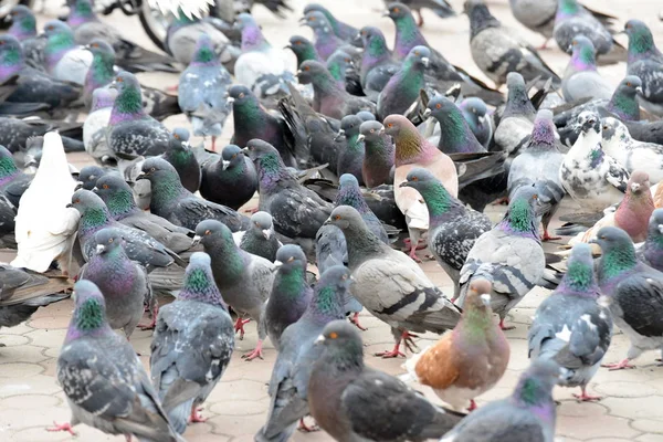 Flock Pigeons Close Lively Movement Birds — Stock Photo, Image