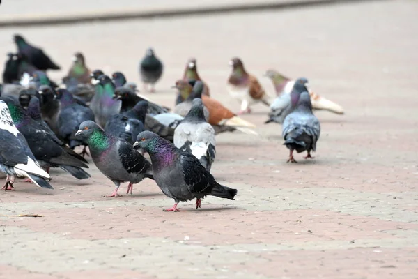 Flock Pigeons Close Lively Movement Birds — Stock Photo, Image