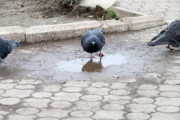 Pombos Bebem Água Uma Poça Parque — Fotografia de Stock