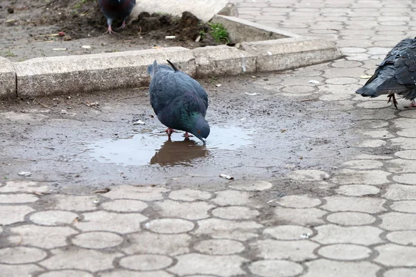 Pigeons Drink Water Puddle Park — Stock Photo, Image