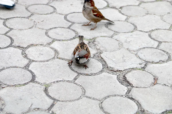 Two Sparrows Sit Tile Park — Stock Photo, Image