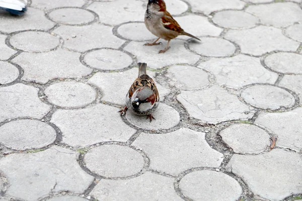 Twee Mussen Zitten Tegel Het Park — Stockfoto