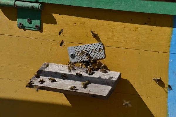 Les Abeilles Dans Mouche Rucher Avant Les Preuves Tableau — Photo