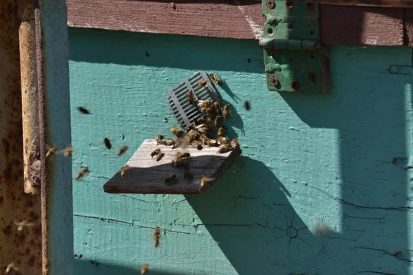 Bijen Bijenteelt Vliegen Voordat Het Bewijsmateriaal Het Bord — Stockfoto