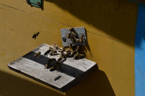 養蜂場のミツバチが基板の証拠の前に飛ぶ — ストック写真
