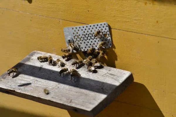 Muchy Pszczoły Pasieki Przed Dowody Pokładzie — Zdjęcie stockowe