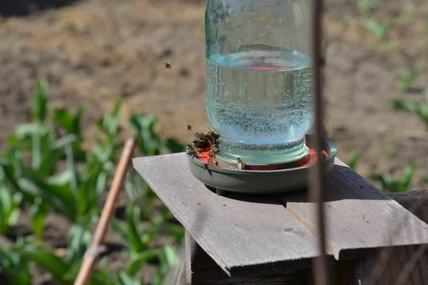 Včely Včelíně Pijí Vodu Pijáka — Stock fotografie