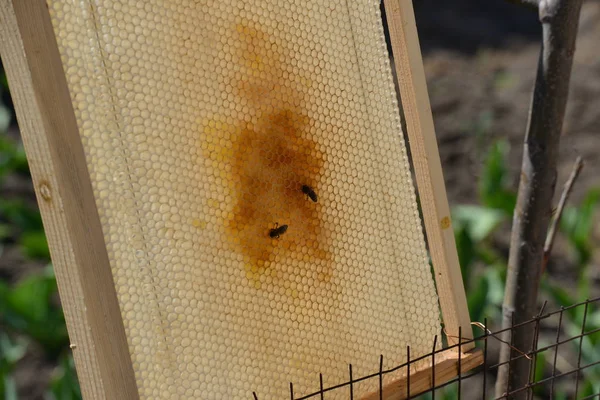 Bijen Honingraat Wax Honingraten Een Houten Frame — Stockfoto