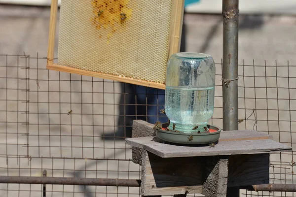 Bijen Bijenstal Drinken Water Van Drinker — Stockfoto