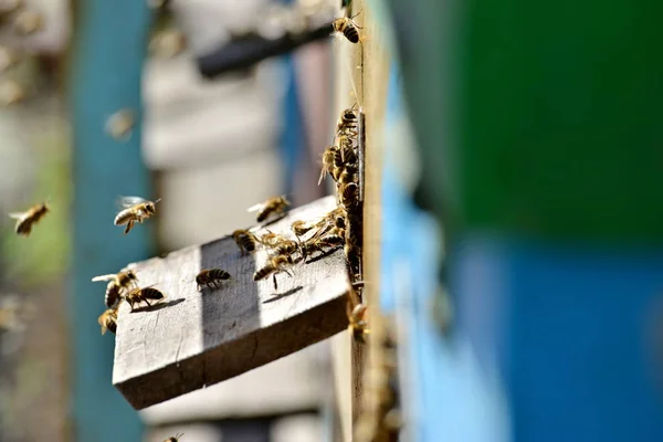 Abejas Mosca Colmenar Antes Evidencia Tablero — Foto de Stock