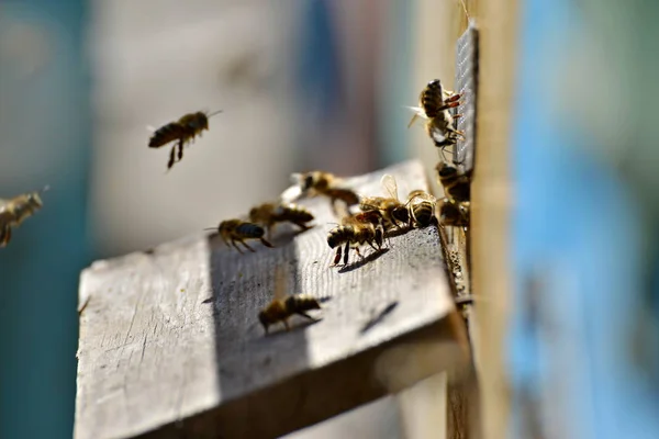 Bijen Bijenteelt Vliegen Voordat Het Bewijsmateriaal Het Bord — Stockfoto