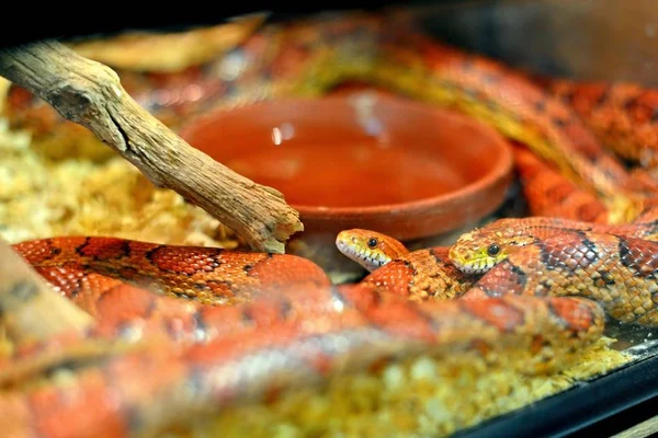 Cobra Jardim Zoológico Atrás Vidro — Fotografia de Stock