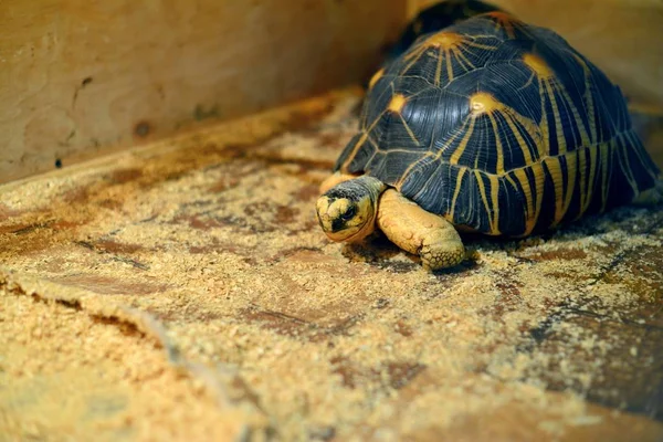 Skildpadde Kryber Zoologisk Have Kassen - Stock-foto