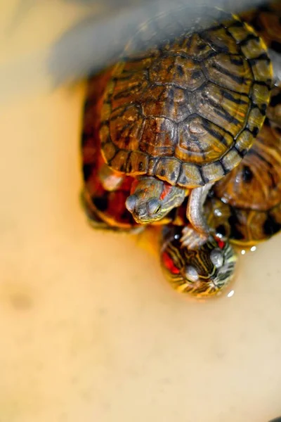 Dos Tortugas Arrastran Zoológico Agua Una Tortuga Trepó Sobre Otra —  Fotos de Stock