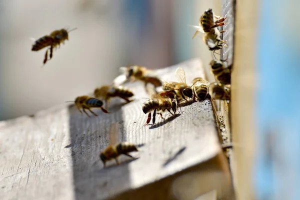 Bijen Bijenteelt Vliegen Voordat Het Bewijsmateriaal Het Bord — Stockfoto